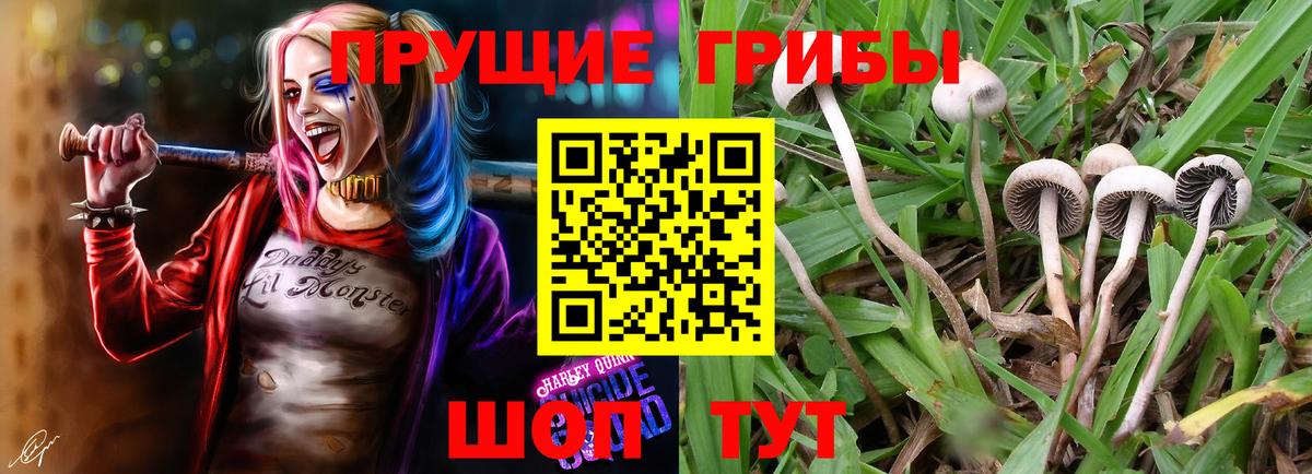 Каменск-Уральский  Псилоцибиновые грибы мицелий  Вход с VPN 